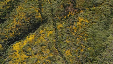 Tiro-De-Dron-De-Una-Hermosa-Montaña-Cubierta-De-Flores-Silvestres-Amarillas-Durante-La-Superfloración-De-California