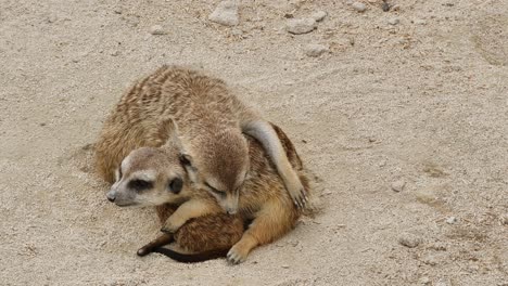 close-up view of adorable meerkats, one falling asleep the other observe,static