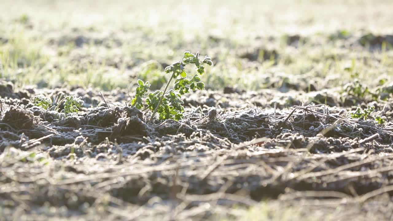 추운 이른 아침에 들판에 얼어붙은 풀