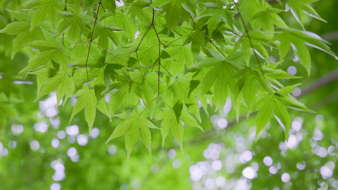 밝은 초록색의 봄 식물
