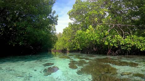 Schwimmen-Durch-Eine-Mangrove-Mit-Kristallklarem-Wasser-Und-Flachen-Korallen-Mit-Mangrovenwald-An-Den-Seiten