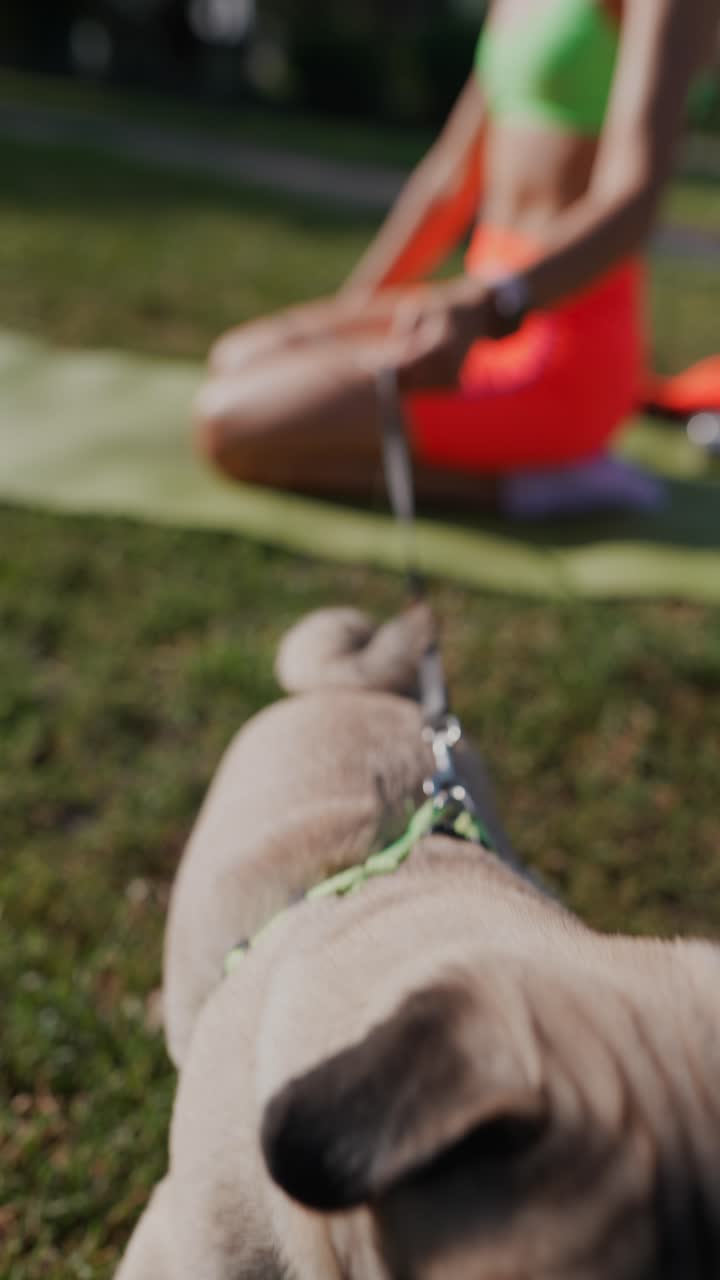 perro pug en un parque con una mujer haciendo yoga
