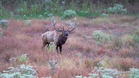 Bull-Elk-Bugling-Para-Atraer-A-Las-Hembras-Durante-El-Celo-De-Otoño