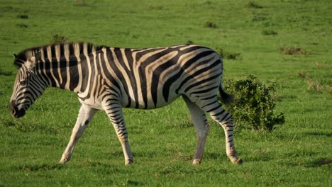 cinematic tracking shot of a lone zebra lightly galloping through luscious green grasslands