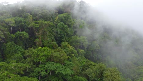 árboles verdes de la selva cubiertos de una densa niebla, vista aérea de un avión no tripulado