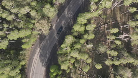 Camera-moves-left-above-aspen-trees-as-cars-drive-on-roadway