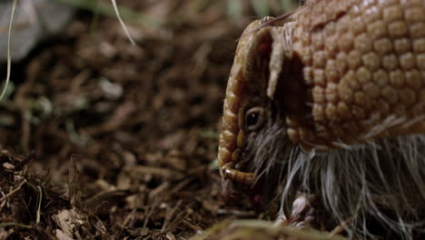 armadillo eats grub - side profile - close up