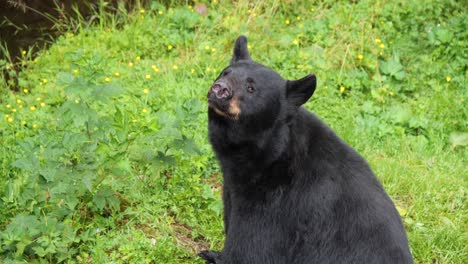 black bear sniffing the air