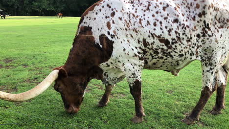 Texas-longhorn-grazing