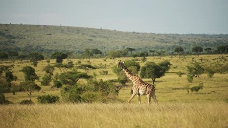 fotografía en cámara lenta de la jirafa salvaje africana en la reserva nacional de maasai mara caminando por las exuberantes llanuras abiertas en kenia, áfrica viaje de safari en la reserva de masai mara north