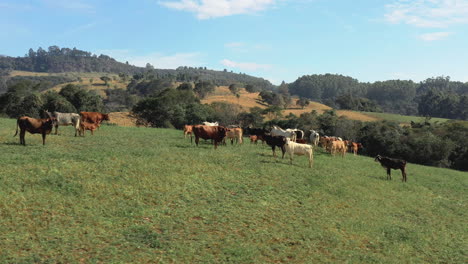 Beautiful-aerial-view-of-herd-of-cows-grazing-on-green-pasture