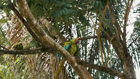 grandes pájaros guacamayos verdes posados y acicalados en un árbol en el bosque durante el día - disparo en ángulo bajo