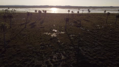 Aerial-flyover-wetland-with-palm-trees-and-lighting-lagoon-with-sun-reflection-in-water-surface