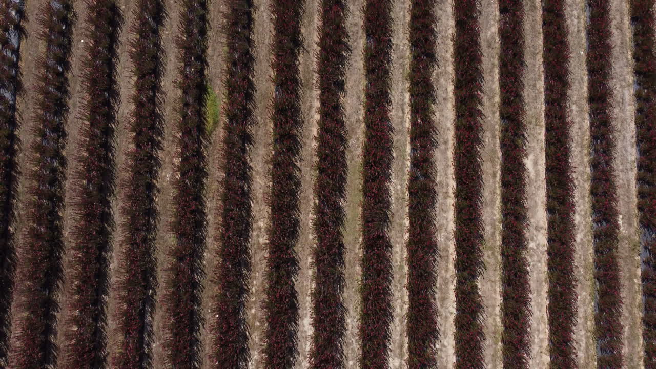 vista superior de plantas de conebush en hileras que crecen en una plantación agrícola en portugal