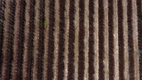 vista superior de plantas de conebush en hileras que crecen en una plantación agrícola en portugal