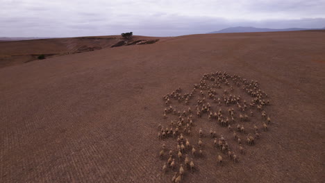 safety in numbers as flock of sheep stay grouped together in a circle