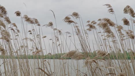 tall reed grass on swaying with the wind with calm lake in the background