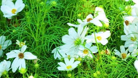 white flowers blooming in lush green surroundings