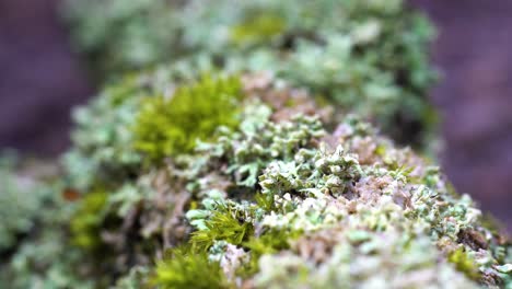 Dead-branch-totally-covered-with-luxuriant-yet-tiny-organisms,-lichens,-and-mosses