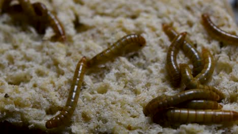 the mealworm is a species of darkling beetle used to feed pets like fish, snakes, birds, and frogs