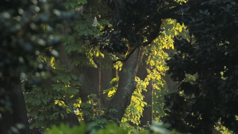 B-Roll-of-a-park-whit-detail-os-trees-at-the-sunset-calm