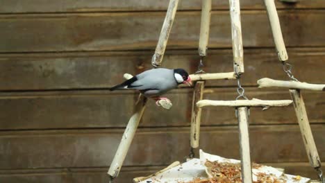 Bird-sitting-in-the-zoo