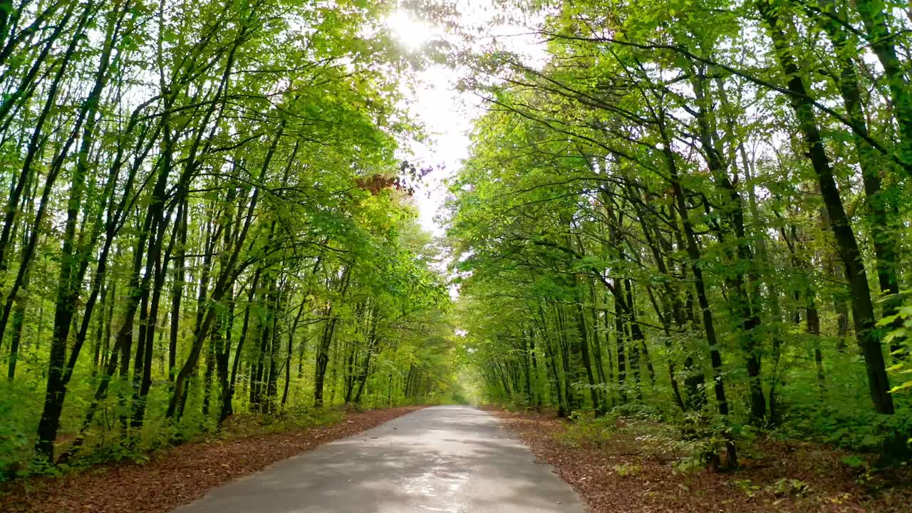 Driving in forest. Empty road inside the beautiful nature. Bright sunbeams shining through the tops of green trees. View from the car.