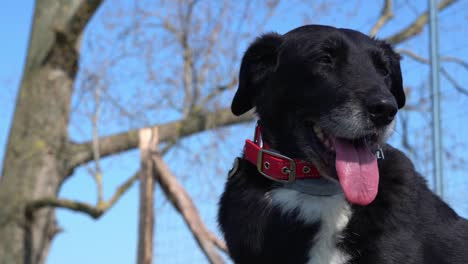 un perro viejo sentado en la naturaleza girando la cabeza