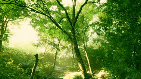 Late-summer-sunlight-breaking-through-the-trees