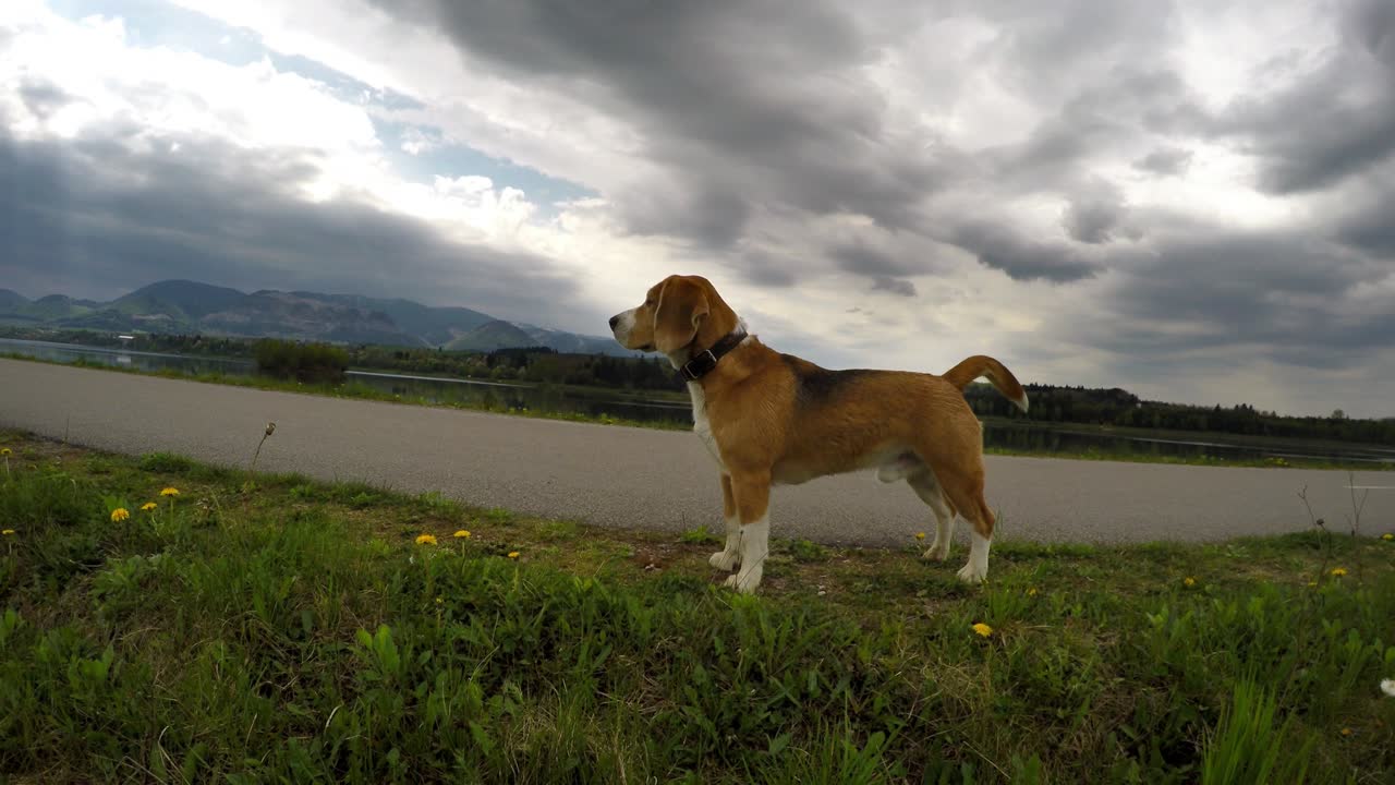 poderoso beagle durante la caminata con fondo de montaña