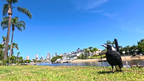una urraca se alimenta en un parque soleado