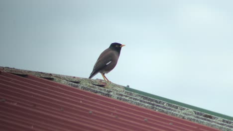 Gewöhnlicher-Indischer-Myna-Vogel-Zwitschert-Auf-Einem-Alten-Metallschuppendach,-Tagsüber-Bewölkt,-Australien,-Gippsland,-Victoria,-Maffra,-Mittlere-Aufnahme