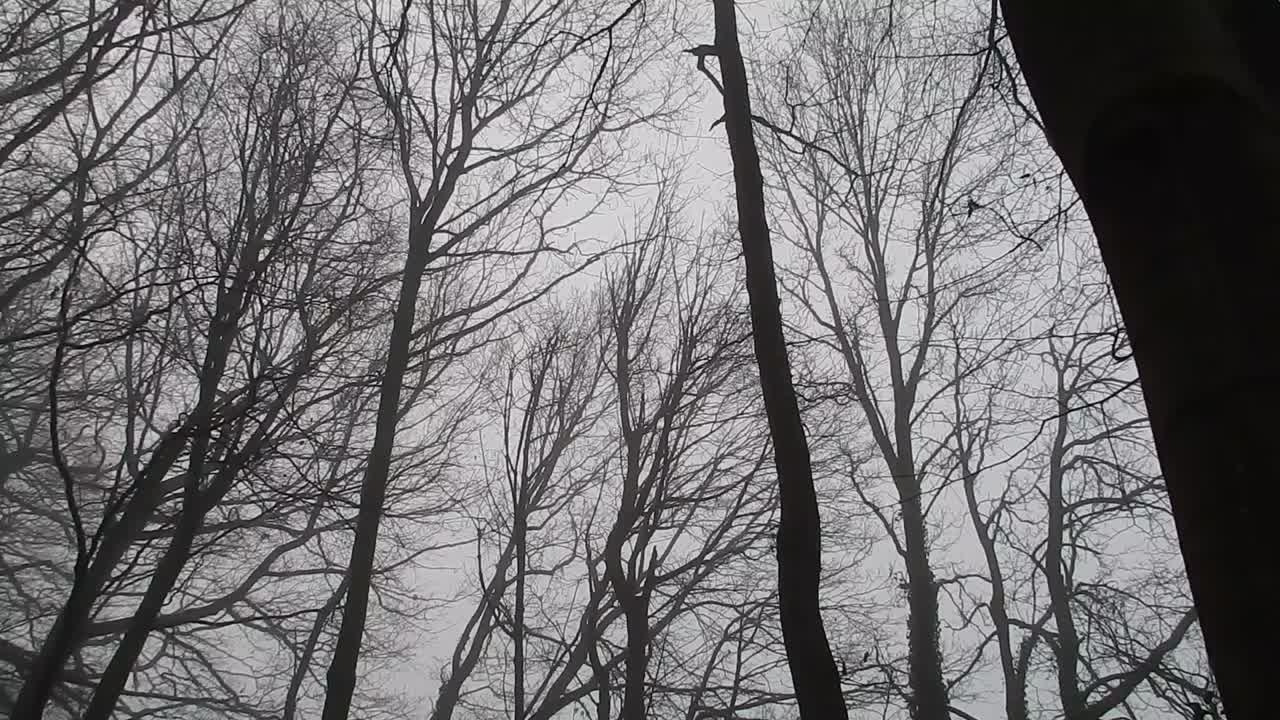 панорамирование прямо под высокими лесными деревьями в густом атмосферном тумане