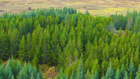 rotating aerial view of rocky pineforest landscape in southern iceland