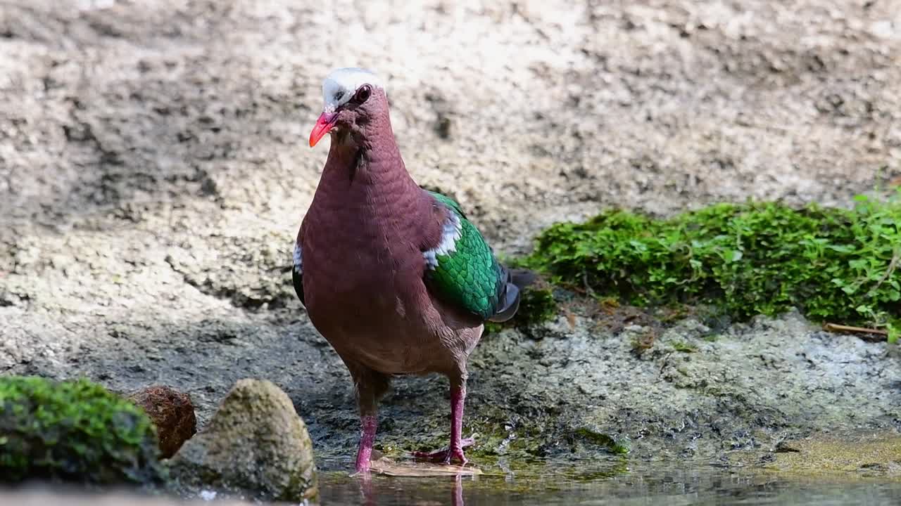 더운 날 숲에서 목욕을 한 후 손질하는 일반적인 에메랄드 비둘기, chalcophaps indica, 느린 동작