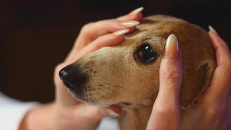 A-common-health-issue-with-Dachshunds,-the-'Cherry-Eye'-condition