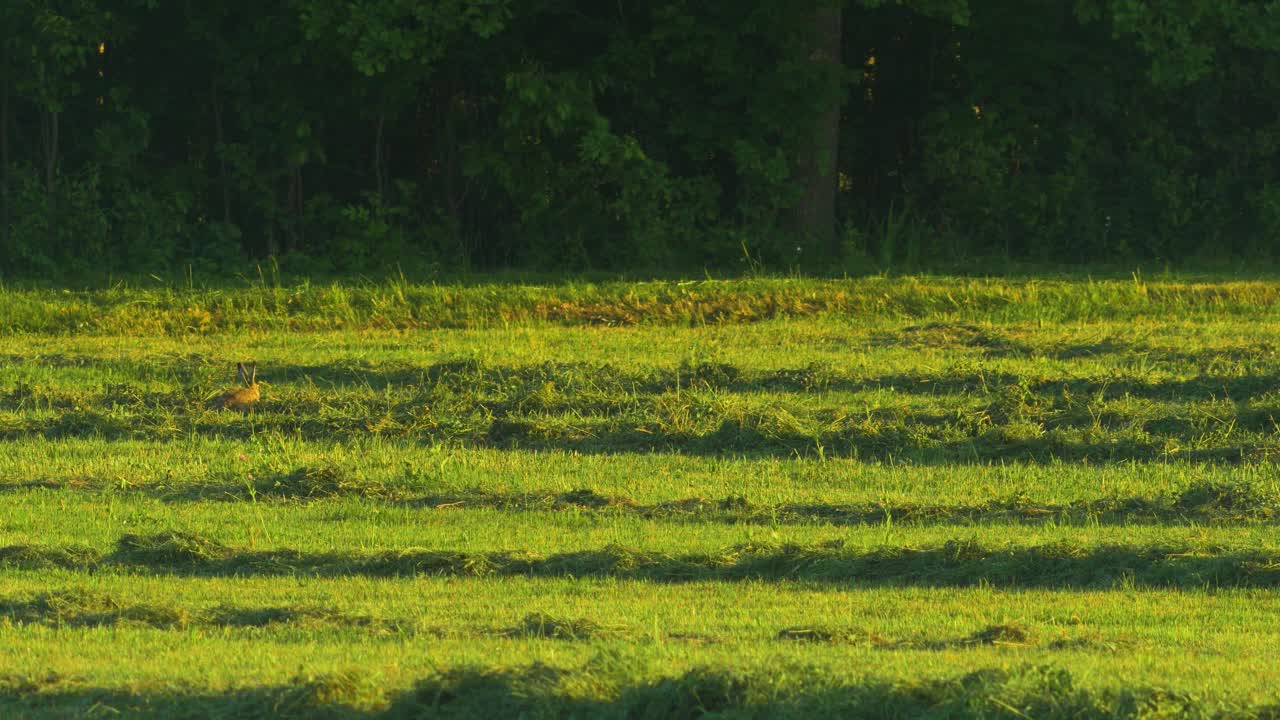 갈색 유럽 토끼는 화창한 여름 저녁에 갓 깎은 초원에서 풀을 먹고 멀리서 넓게 쏜다