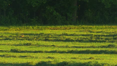 brown european hare eats grass in freshly mown meadow in sunny summer evening, wide shot from a distance