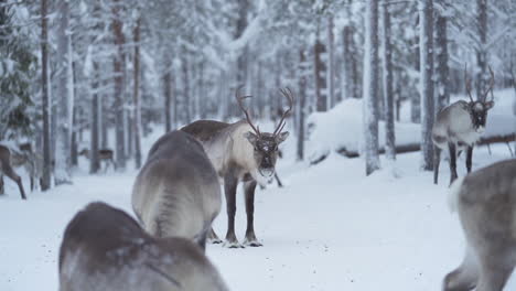 slow motion of a reindeer standing still among other reindeer and looking around in lapland finland