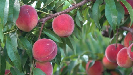 movimiento a la derecha de melocotones maduros frescos colgando de un árbol en un huerto