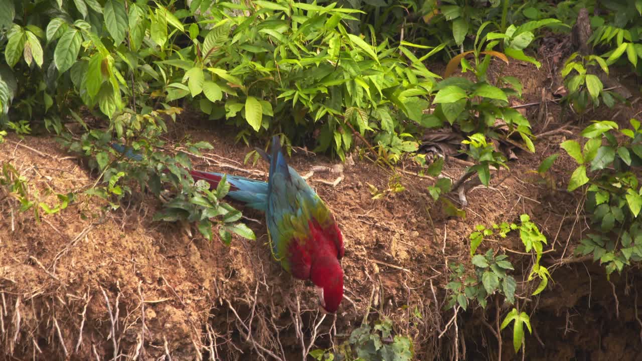 una sola ara roja y verde se sienta en la parte superior de la arcilla de chuncho y lamia el barro rico en minerales para ayudar a la digestión.
