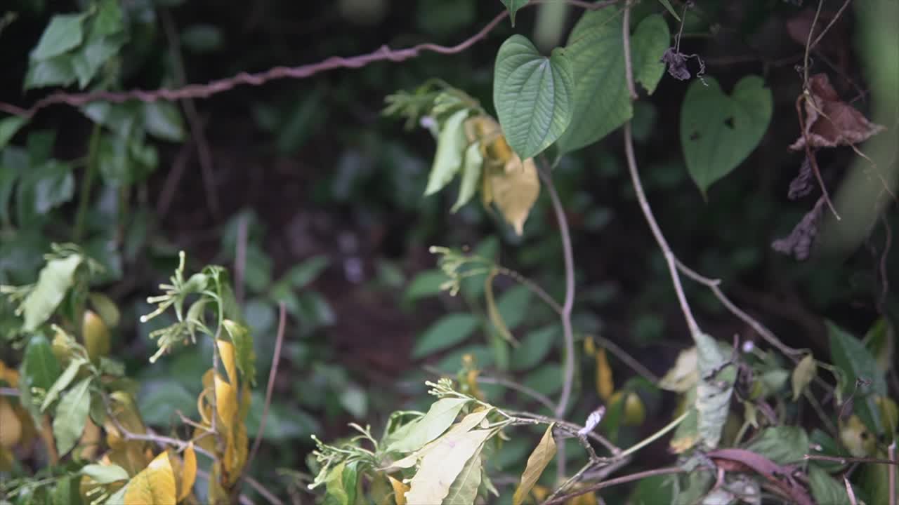 자연에서 날아다니는 작은 나비