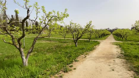 filming a field of well-aligned pear trees in the jardín del príncipe de aranjuez, they are putting out the first buds, there are several dirt paths and a lot of green grass on the ground