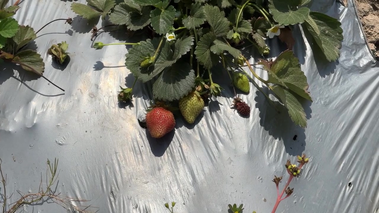 Fragole fresche che crescono in un campo agricolo
