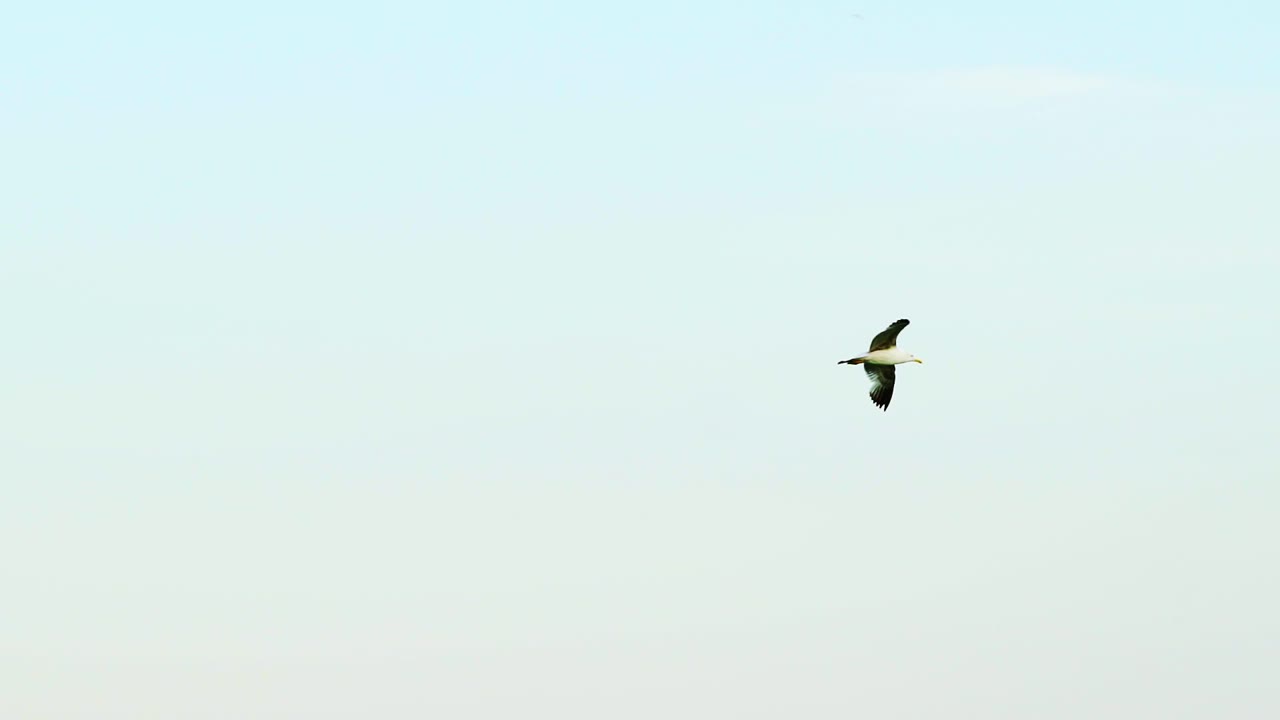 Smuk udsigt til en måge, der flyver over havet. Mågen flyver på himlen og dykker ned mod det blå vand. Måge i luften.