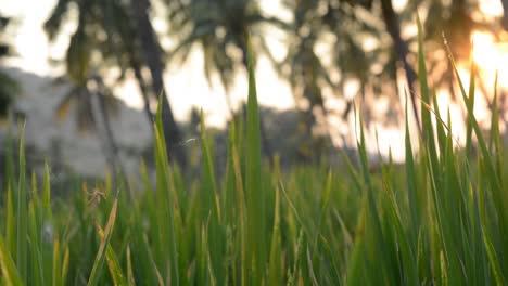 Araña-Ocupada-En-La-Construcción-De-La-Web-En-El-Campo-De-Arroz