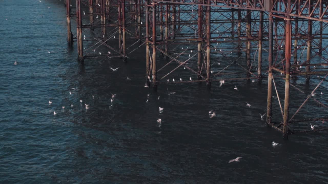 Seagulls next to pier in Slow Motion