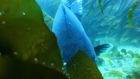 revelación de una lubina negra gigante nadando entre las algas gigantes en el limpio océano pacífico