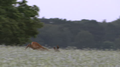 roe deer buck running after doe through a flowerfield