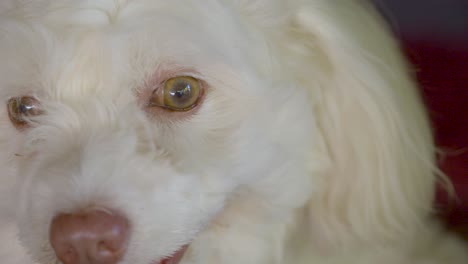 face of a friendly, cute, happy, adult white dog content and panting and smiling in this static close up